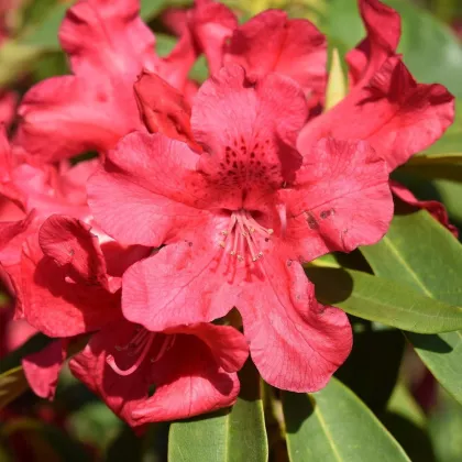 Rododendron - Pěnišník - Rhododendron arboreum - semena - 50 ks