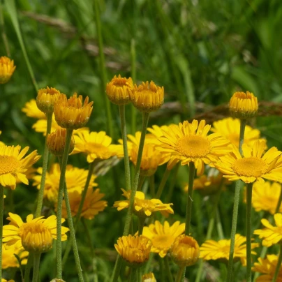 Rmen barvířský - Anthemis tinctoria - semena - 500 ks