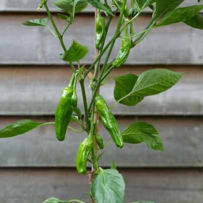 BIO Chilli Pimientos De Padron - Capsicum annuum - bio semena - 7 ks