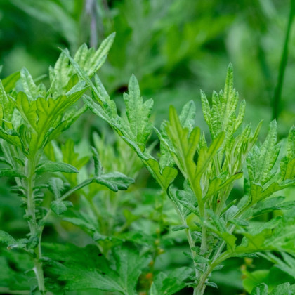 Pelyněk Černobýl - Artemisia vulgaris - semena - 0,01 g