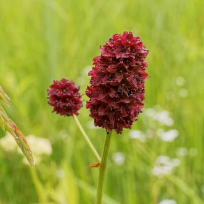 Krvavec toten - Sanguisorba officinalis - semena - 8 ks