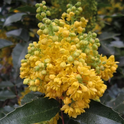 Mahónie cesmínolistá - Mahonia aquifolium - semena - 5 ks