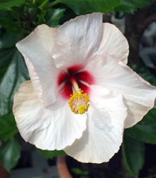 Ibišek Mallow Rose - Hibiscus moscheutos - semena - 5 ks