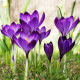 Šafrán setý - Crocus sativus - cibuloviny - 3 ks