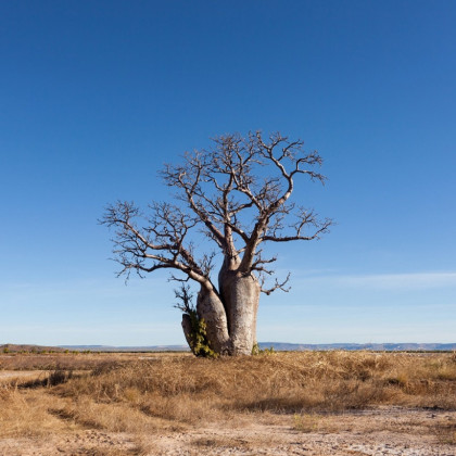 Australský baobab - Adansonia gregorii - semena - 2 ks