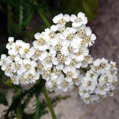 Řebříček obecný bílý - Achillea millefolium - semena - 500 ks