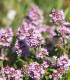 BIO Tymián - Thymus vulgaris - bio semena - 0,3 g