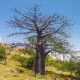 Baobab suarézský - Lahvový strom - Adansonia suarezensis - semena - 2 ks