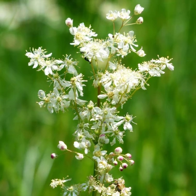 Tužebník obecný - Filipendula vulgaris - semena - 0,3 g