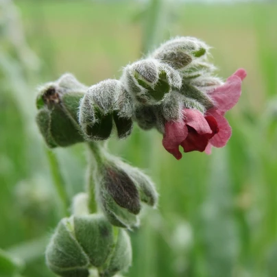 Užanka lékařská - Cynoglossum officinale - semena - 10 ks