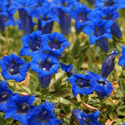 Hořec úzkolistý - Gentiana angustifolia - semena - 8 ks