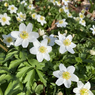 Sasanka hajní - Anemone nemorosa - semena - 10 ks