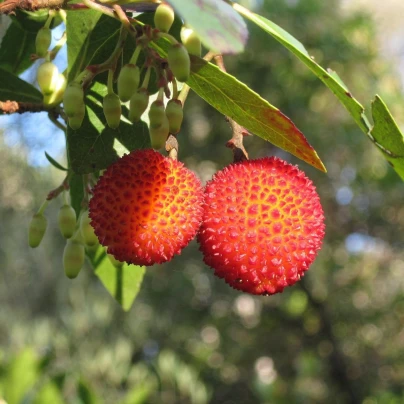 Jahodový strom - Planika obecná - Arbutus unedo - semena - 5 ks