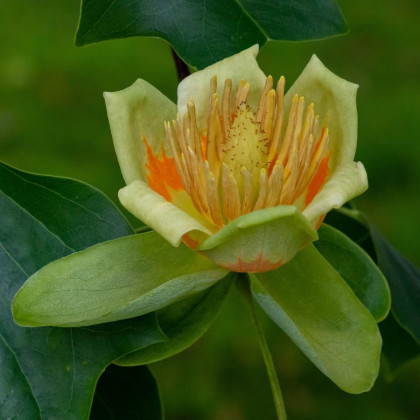 Liliovník tulipánokvětý - Liriodendron tulipifera - semena - 10 ks