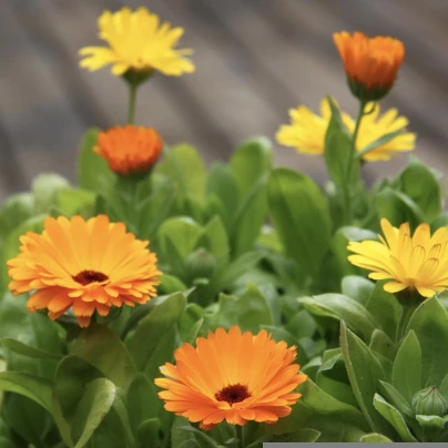 Měsíček lékařský Pacific Beauty Směs - Calendula officinalis - semena - 30 ks