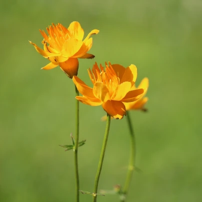 Upolín čínský Gold queen - Trollius chinensis - semena - 20 ks