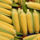 Kukuřice cukrová Golden Bantam - Zea Mays - semena - 16 ks