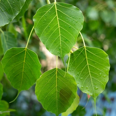 Fíkovník posvátný - Ficus religiosa - semena - 5 ks