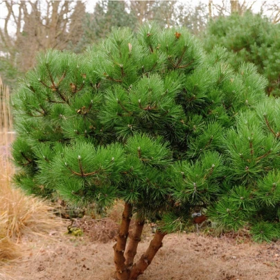 Borovice černá - Pinus nigra - semena - 4 ks