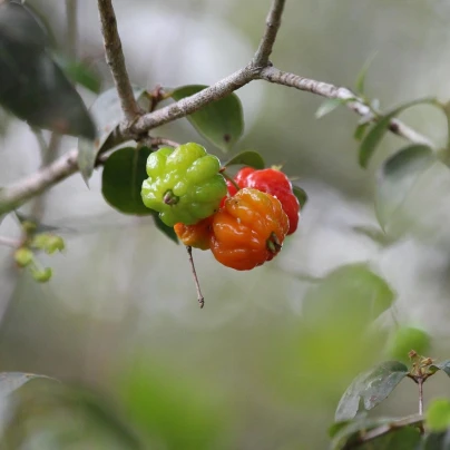 Surinamská třešeň - Eugenia Uniflora - semena - 2 ks