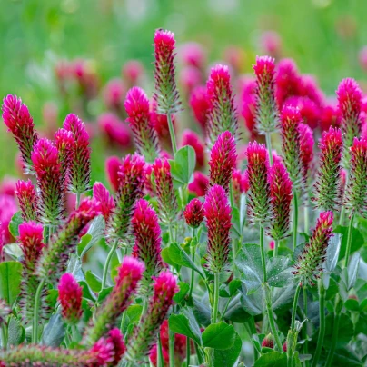 Jetel červenavý - Trifolium rubens - semena - 50 ks