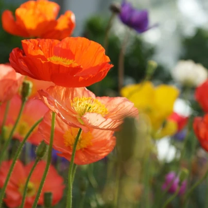 Mák islandský směs barev - Papaver nudicaule - semena - 50 ks