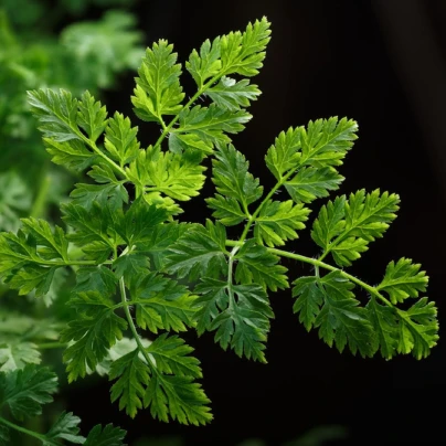 BIO Kerblík setý Fijne Krul - Anthriscus cerefolium crispum - bio semena - 400 ks