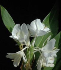 Bílý zázvor - Hedychium coronarium - semena - 4 ks