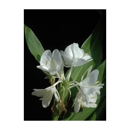 Bílý zázvor - Hedychium coronarium - semena - 4 ks