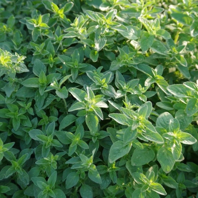 Oregano Paula - Origanum vulgare - semena - 150 ks