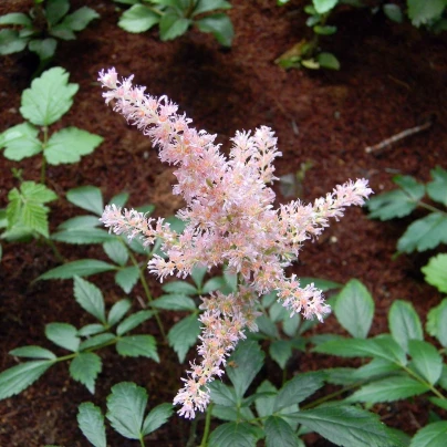 Čechrava Peaches and Cream - Astilbe - cibuloviny - 1 ks