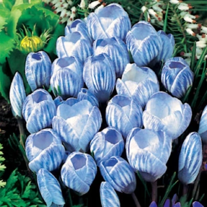 Krokus Sky Blue - Crocus vernus - cibuloviny - 3 ks