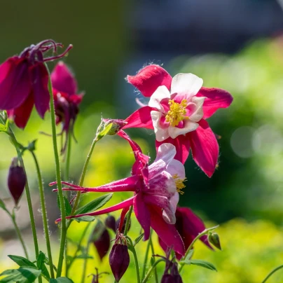 Orlíček Red Stars - Aquilegia caerulea - semena - 100 ks