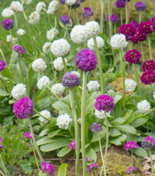 Prvosenka zoubkatá Nepálská směs barev - Primula denticulata - semena - 0,02 g