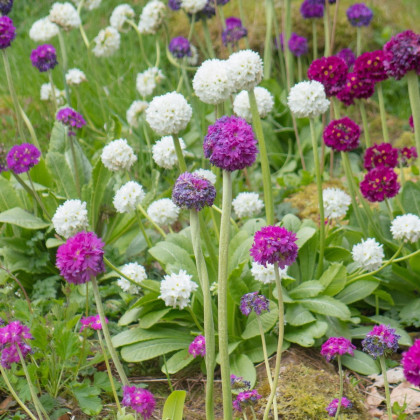 Prvosenka zoubkatá Nepálská směs barev - Primula denticulata - semena - 300 ks