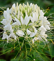 Luštěnice trnitá bílá - Cleome hassleriana - semena - 10 ks