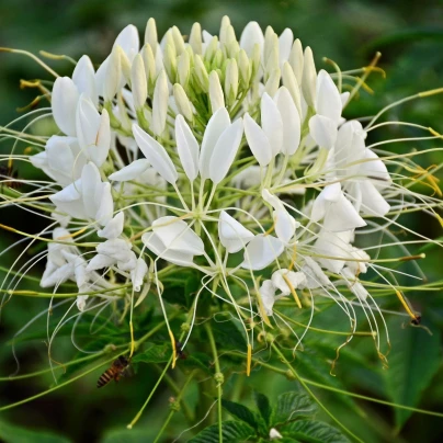 Luštěnice trnitá bílá - Cleome hassleriana - semena - 10 ks