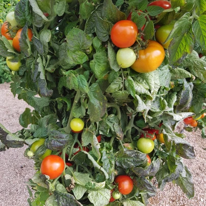 Rajče Rentita - Solanum lycopersicum - semena - 15 ks