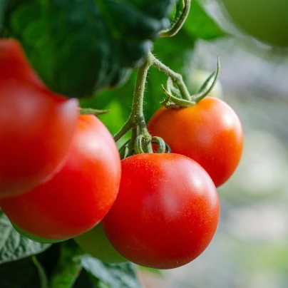 Rajče Tamina - Solanum lycopersicum - semena - 20 ks