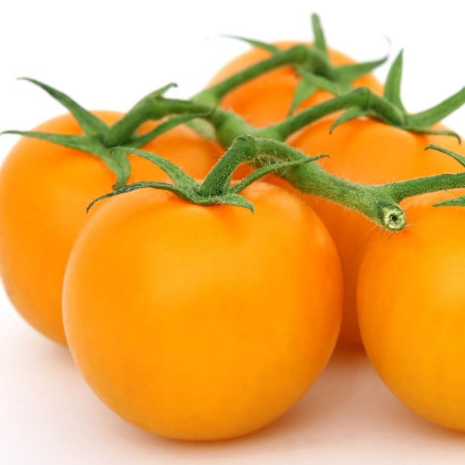 Rajče Sungold F1 - Solanum lycopersicum - semena - 6 ks