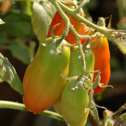 Rajče Big Mama F1 - Solanum lycopersicum - semena - 7 ks