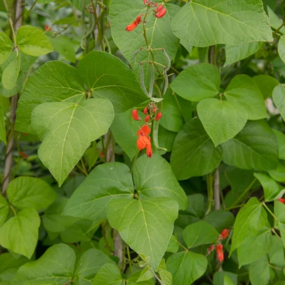 Fazole šarlatová Lady di - Phaseolus coccineus - semena - 10 ks