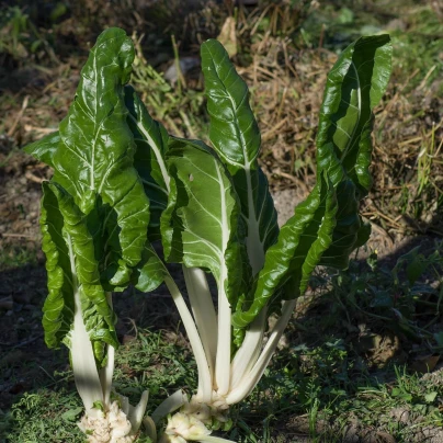 Mangold Verte a Carde Blanche 2 - Beta vulgaris - semena - 50 ks