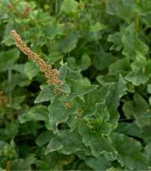 Merlík všedobr - Chenopodium henricus - semena - 200 ks
