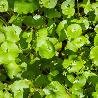 Portulák zimní - Batolka prorostlá - Claytonia perfoliata - semena - 100 ks
