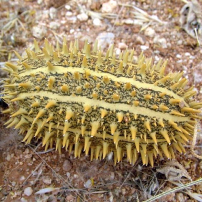 Okrasná okurka - Cucumis africanus - semena - 6 ks