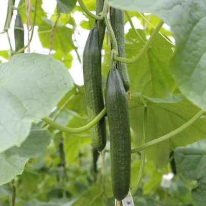 BIO Okurka salátová Kalunga F1 - Cucumis sativus - bio semena - 4 ks