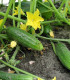 BIO Okurka nakládačka Hokus - Cucumis sativus - bio semena - 10 ks