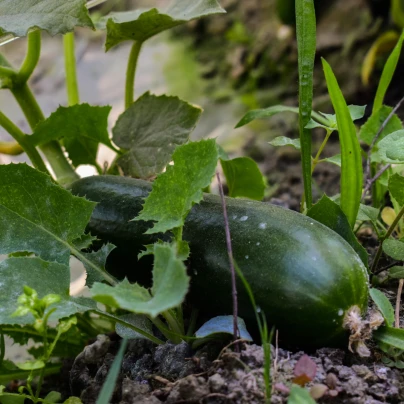 BIO Okurka salátová Tanja - Cucumis sativus - bio semena - 10 ks