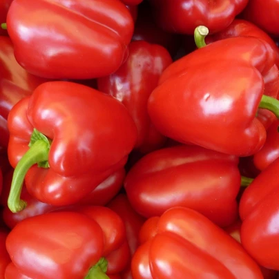 Paprika California Wonder - Capsicum annuum - semena - 20 ks